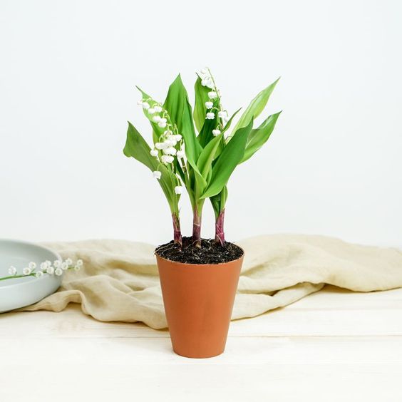 Pot de Muguet Charmant