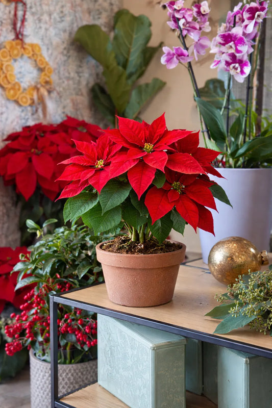 poinsettias en pot