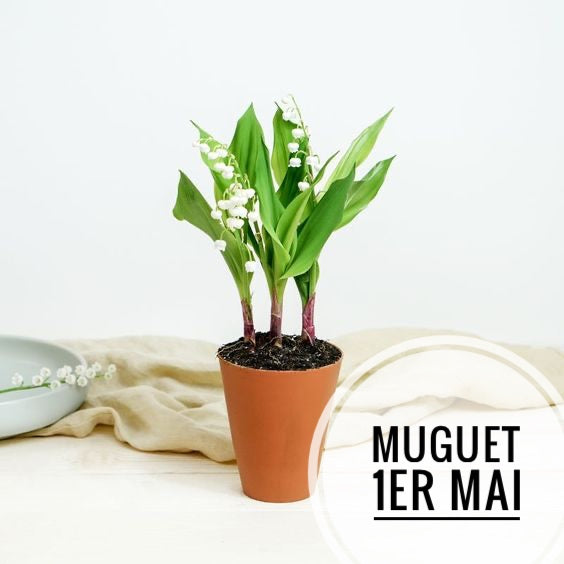 Pot de Muguet Charmant